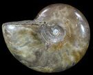 Polished Ammonite Fossil - Madagascar #52340-1